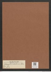 Tetracyclus chilensis Ehr. (de-Toni-Nr.: Genus 90, Species 3016) Zeichnungen Sammlung Grunow Mappe 03199 (Herbarium_W_Grunow_drawings_Folder_03199)